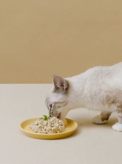 cat wet food
