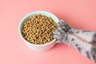 dry cat food
