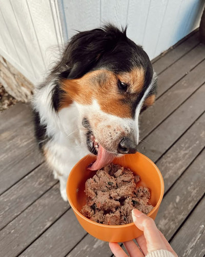 wet dog food